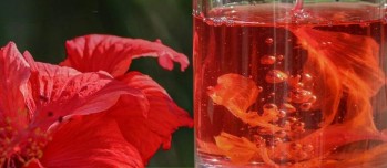 Infusion d hibiscus et hypertension : une vrai alliée naturelle pour ta tension ?